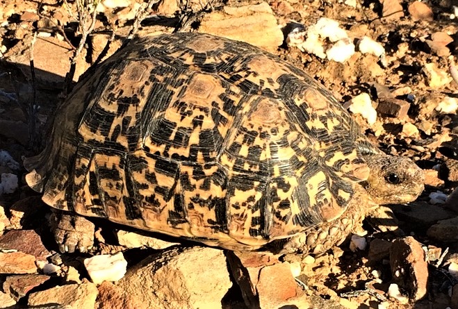 Leopard Tortoise live (2)